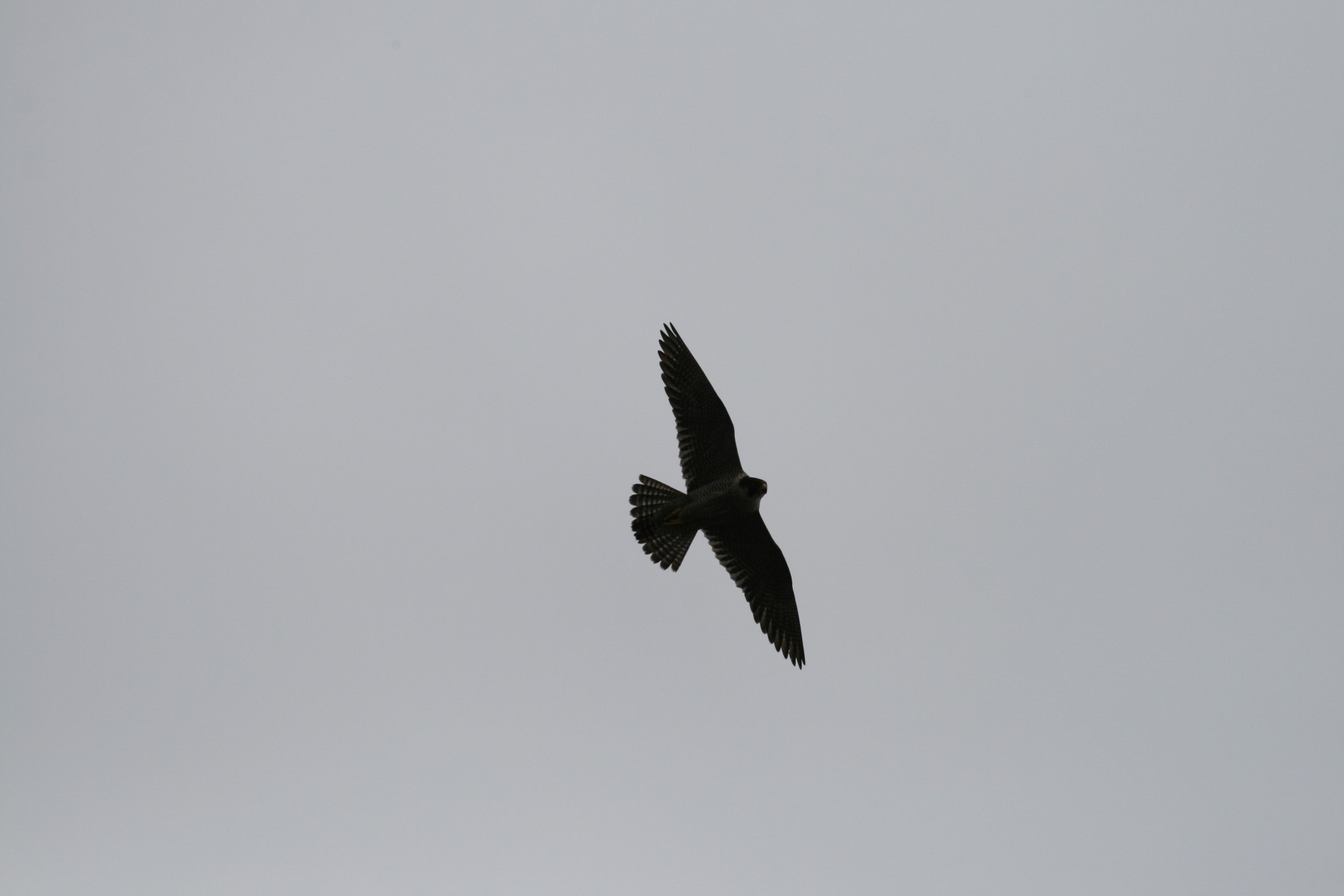 Der Wanderfalke ist der seltenste in Deutschland brütende Falke und gilt als gefährdet.