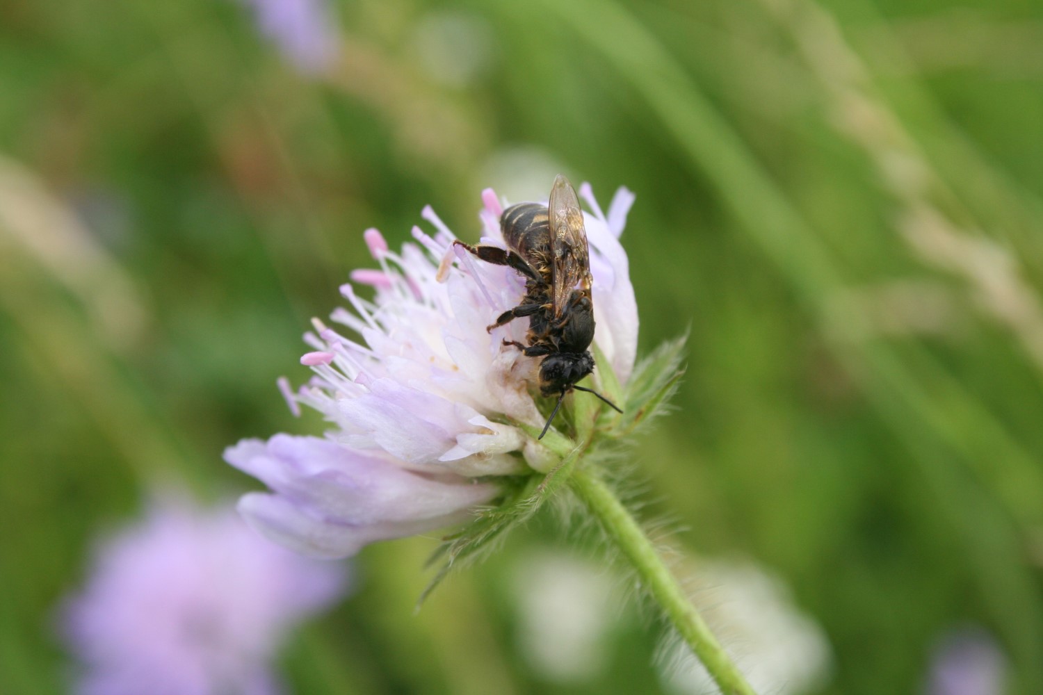Die ökologische Bedeutung der Wildbienen liegt vor allem in der Bestäubung von einheimischen Wildpflanzen.