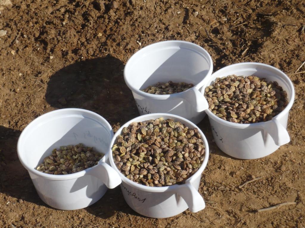 Die jeweiligen Samenmengen wurden mit einer Küchenwage abgewogen – jede Pflanzenart hat nämlich ihre eigene spezifische Saatgutmenge pro Flächeneinheit.
